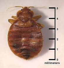 Image result for bed bugs