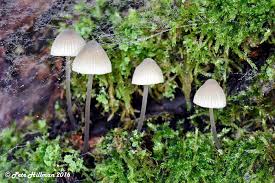 Attēlu rezultāti vaicājumam “Mycena filopes”