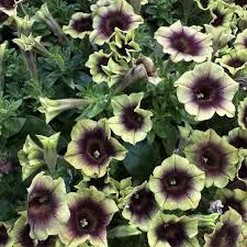 Image result for Petunia hybrida
