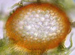 Attēlu rezultāti vaicājumam “Hylocomium splendens sporophyte”