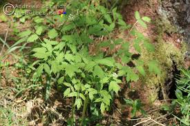 Image result for Christophskraut