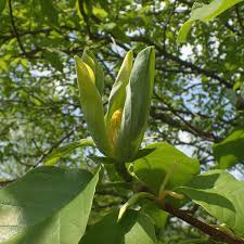 Attēlu rezultāti vaicājumam “Magnolia acuminata bud”