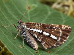 Attēlu rezultāti vaicājumam “Bupalus piniaria male”