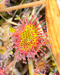 Attēlu rezultāti vaicājumam “Drosera rotundifolia flower”