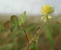 Attēlu rezultāti vaicājumam “Trifolium dubium bud”