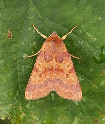 Attēlu rezultāti vaicājumam “Agrochola helvola”