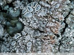 Attēlu rezultāti vaicājumam “Physconia distorta”