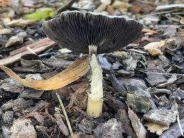 Attēlu rezultāti vaicājumam “Stropharia hornemannii”