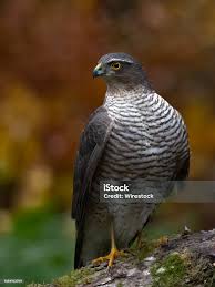 Attēlu rezultāti vaicājumam “Accipiter nisus”