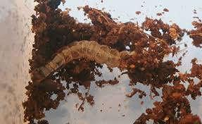 Attēlu rezultāti vaicājumam “Pterostichus sp.”