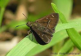 Attēlu rezultāti vaicājumam “Hesperiidae”