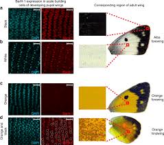 Attēlu rezultāti vaicājumam “Colias croceus underside”