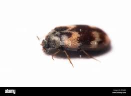 Attēlu rezultāti vaicājumam “Anthrenus museorum”