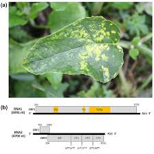 Attēlu rezultāti vaicājumam “Arctium lappa leaf”