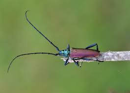 Attēlu rezultāti vaicājumam “Aromia moschata”