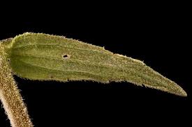 Attēlu rezultāti vaicājumam “Odontites vulgaris leaf”