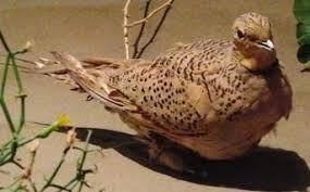 Image result for Syrrhaptes paradoxus