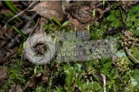 Attēlu rezultāti vaicājumam “Plagiomnium undulatum sporophyte”