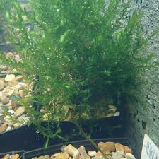 Attēlu rezultāti vaicājumam “Fontinalis antipyretica subsp. gracilis”