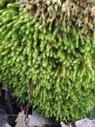 Attēlu rezultāti vaicājumam “Anomodon viticulosus”