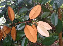 Attēlu rezultāti vaicājumam “Campylium chrysophyllum”