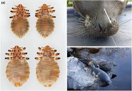 Attēlu rezultāti vaicājumam “Licea pygmaea sessile”