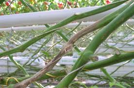 Attēlu rezultāti vaicājumam “Trichia botrytis var. cerifera stalked”