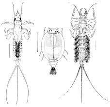 Attēlu rezultāti vaicājumam “Ephemera sp.”