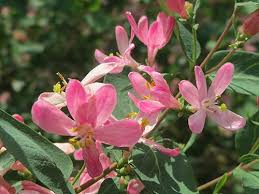 Attēlu rezultāti vaicājumam “Lonicera tatarica flower”