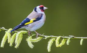 Attēlu rezultāti vaicājumam “Fringillidae”