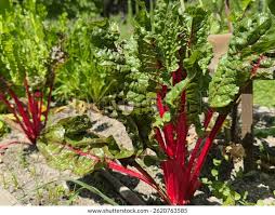 Image result for Beta vulgaris