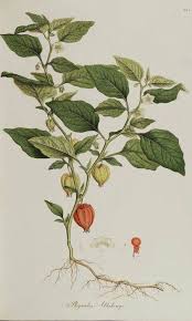 Attēlu rezultāti vaicājumam “Physalis alkekengi leaf”