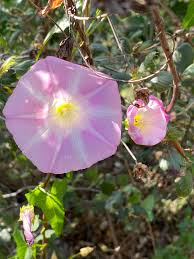 Attēlu rezultāti vaicājumam “Calystegia inflata flower”
