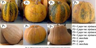 Attēlu rezultāti vaicājumam “Cucurbita pepo fruit”