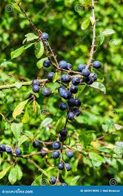 Attēlu rezultāti vaicājumam “Prunus spinosa fruit”