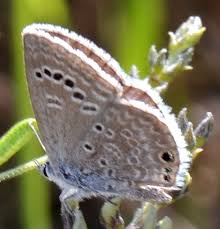 Attēlu rezultāti vaicājumam “Polyommatinae”