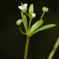 Attēlu rezultāti vaicājumam “Galium trifidum”