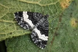 Attēlu rezultāti vaicājumam “Spargania luctuata”