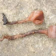 Attēlu rezultāti vaicājumam “Myriosclerotinia scirpicola”