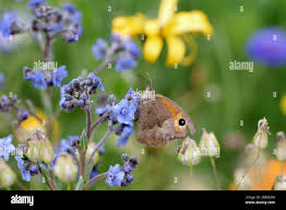 Attēlu rezultāti vaicājumam “Maniola jurtina female”