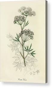 Attēlu rezultāti vaicājumam “Cicuta virosa”