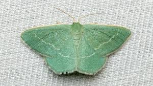 Attēlu rezultāti vaicājumam “Chlorissa viridata”