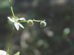 Attēlu rezultāti vaicājumam “Lycogala convexum”