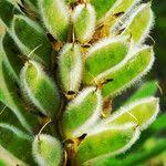 Attēlu rezultāti vaicājumam “Lupinus polyphyllus fruit”