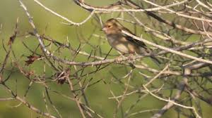 Attēlu rezultāti vaicājumam “Fringilla coelebs female”