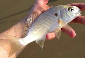 Image result for Leiostomus xanthurus