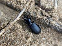 Attēlu rezultāti vaicājumam “Broscus cephalotes”