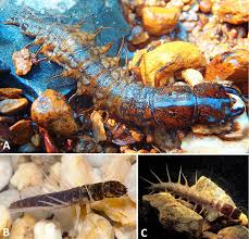 Attēlu rezultāti vaicājumam “Megaloptera”