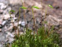 Attēlu rezultāti vaicājumam “Mnium hornum”