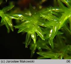 Attēlu rezultāti vaicājumam “Dichodontium pellucidum”